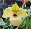 Paph. Norito Hasegwa